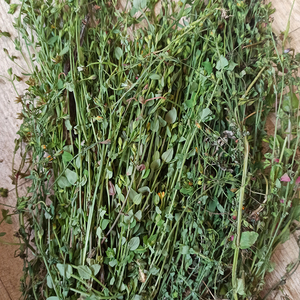 田基黄天然地耳草中草药材新鲜黄花仔雀舌草500g干品另售田基王