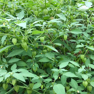 00广东潮汕青草药 金锁匙 500克淘宝1688相似热销货源成交41笔零售价