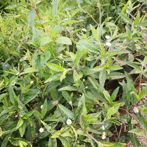 新鲜墨旱莲现采天然旱莲草潮汕白花磨其草500g包邮墨水乌心中草药