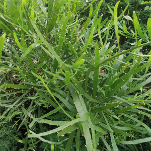 新鲜现采竹节蓼飞天蜈蚣百足草神仙对坐草石上蜈蚣落地蜈蚣500克