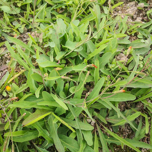 潮汕鹅公英新鲜鸭舌草500g中草药材假蒲公英农家现采喉咙草喉痛草