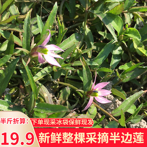 细米草半边花新货干中药材500g包邮铭1535感兴趣的产品苦瓜郎立茯苓