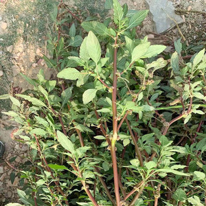 新鲜刺苋头野生刺苋根新鲜红梗簕苋菜野苋菜假苋菜母猪刺纯根500g