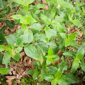 天然牛白藤中草药材脓见消土藤头涂藤头白花鸡藤狗头藤叶500g包邮