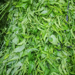 优盾草新鲜忧遁草茶现采中草药材鳄嘴花天然扭序花500g正品千里追