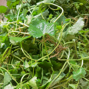 新鲜连钱草500g透骨消金钱草四方雷公根马蹄草铜钱草钻地风遍地香