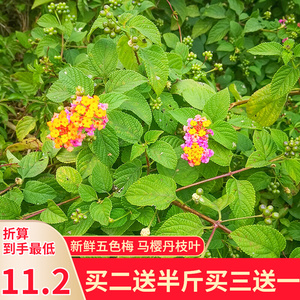 五色梅野生五色花养龟痒五色梅鲜货马缨丹皮肤止草药现采500g包邮