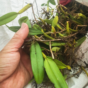 单叶大号石橄榄500g大号炖汤煲汤补品石仙桃农产品中药材新鲜天然