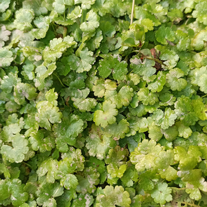 铺地锦野生新鲜遍地锦天胡荽满天星破铜钱南美天胡钱币草500g包邮