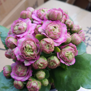 进口长寿花俗名长寿超级浓情里斯本烟花重瓣大花净化空气趣味窗台