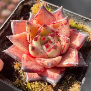 血罗 kusu多肉血色罗密欧趣味多肉植物一物一拍 宝哥多肉满49包邮