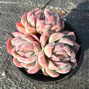 香水贝瑞群生多肉植物一物一拍满49包邮宝哥多肉精品花卉盆栽植物