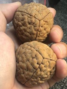 超大金刚菩提子三瓣脑纹手把件保健球佛珠念珠爆肉4050mm散籽原籽