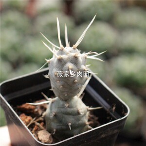 武藏野仙人球 纸刺团扇 稀有高端自根 好养创意多肉植物小盆栽