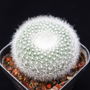 薇家 白雪光仙人球多肉植物组合小盆栽 办公室内创意 开花 白雪晃