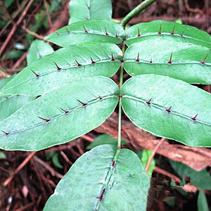 正宗天然中草药两面针根 入地金牛 两背针 双面针干品 500克 包邮