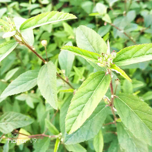 天然新鲜中草药白背黄花稔 地桃花 地膏药 黄花母 土黄芪500g包邮