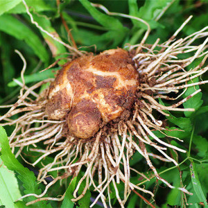 天然中草药材南*星山苞米蛇苞谷棒子黄狗芋蛇木芋山六谷500克包邮