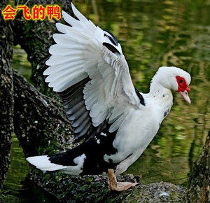 农家散养会飞的鸭子 番鸭 种蛋 受精蛋 飞洲雁鸳鸯鸭种蛋