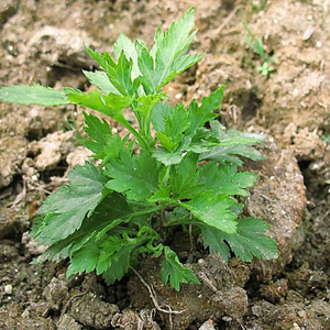菊花脑 南京大叶菊花脑菜野菜蔬菜四季阳台菜园种菜盆栽种苗