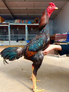 斗鸡活苗小斗鸡苗斗鸡苗活体越南纯种鬼子斗鸡泰国斗鸡种蛋可孵化