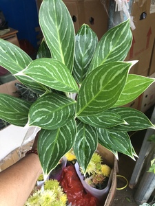 白雪公主盆栽白马王子万年青花卉室内客厅桌面四季常青绿植吸甲醛