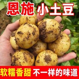 恩施小土豆10斤包邮新鲜士豆黄心软糯富硒农家蔬菜高山马铃薯洋芋