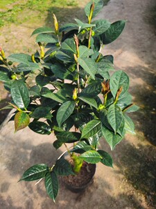 黄尊金花茶树苗盆栽带花苞正宗盆景四季开花庭院老桩嫁接茶花