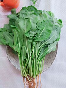 云南野菜新鲜板蓝根产地低价直销蔬菜特色食材餐厅酒店蔬菜