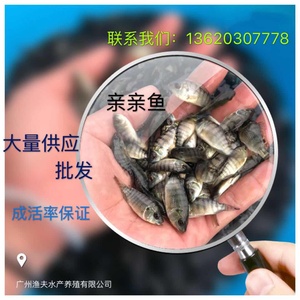 星子鱼
