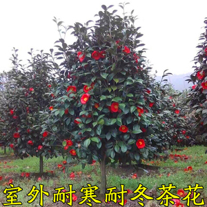 茶花苗木_茶花苗木价格_淘宝天猫热销茶花苗木货源拿