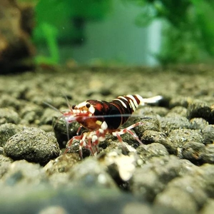 红银河虎 红银河虎p 暴走系 水晶虾 金刚虾 观赏虾 活体满200包邮