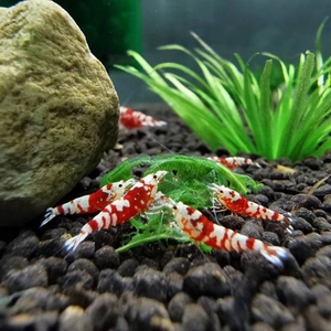太极花虎水晶虾 台系 水晶虾 金刚虾 观赏虾 活体 米虾