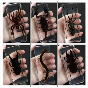 真实树脂昆虫标本真虫甲虫蜘蛛锹甲天牛蝎子螳螂蝗虫琥珀标本摆件
