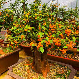 带大量果实小金豆盆栽盆景金桔观果植物人工播种原生苗日本八房柑