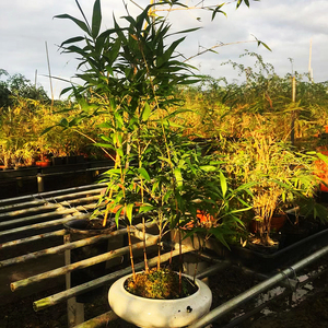 282人付款淘宝麻竹苗清远台湾麻竹苗西牛笋苗甜竹苗竹子苗麻竹笋头非