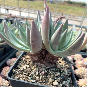 御剑仙女杯老桩