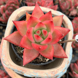 弗兰克 多肉植物 东云系贵货一物一拍韩货阳台办公桌绿植盆栽灵曦