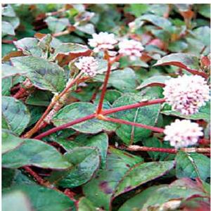 四季红 石莽草贵州野生新鲜中药材头花蓼 小红藤 红花地丁 绣球草