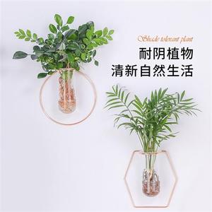 墙挂水培绿萝玻璃花瓶植物室内客厅装饰文竹墙面r壁挂水养绿植花