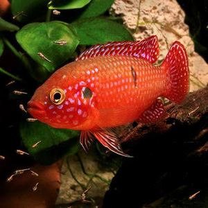 热带鱼红钻