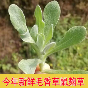 安徽安庆土特产岳西毛香草 潜山水秋粑毛香粑500g非水秋蒿子