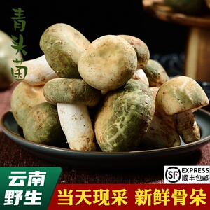青头菌新鲜青冈菌 500g 食用绿豆菌变绿红菇美味绿头菇云南野生菌