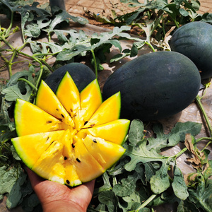 黑美橙西瓜种子黑皮橙黄色瓤西瓜种籽抗病高产超甜四季农家种孑