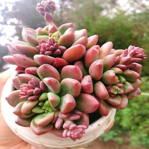 清仓香奈儿多肉植物群生多头老桩基地直发办公室阳台盆栽有淡香味