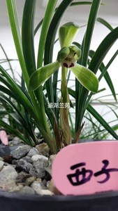 春兰梅瓣类《西子》传统老品种浙江兰花苗兰花易养鉴湖兰苑精选