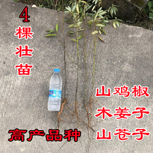 高产山鸡椒木香子木姜子山苍子盆栽驱蚊台庭院造景植物苗净化空气