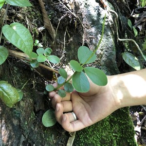 野生豆瓣草疗效图片