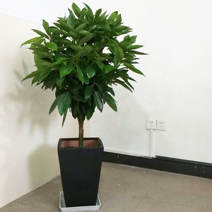深圳直送平安树肉桂室内常绿大型植物盆栽开业乔迁吸甲醛耐旱好养