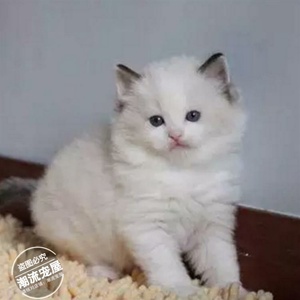 布偶猫 纯种活体宠物幼猫海豹双色山猫奶油色双色幼崽 纯种布偶t